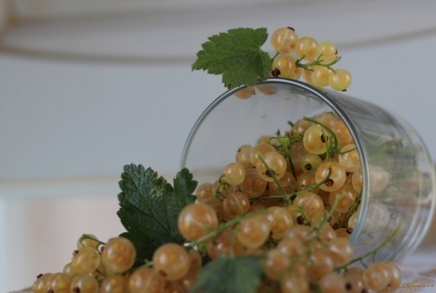 Урожай білої смородини Вердавия