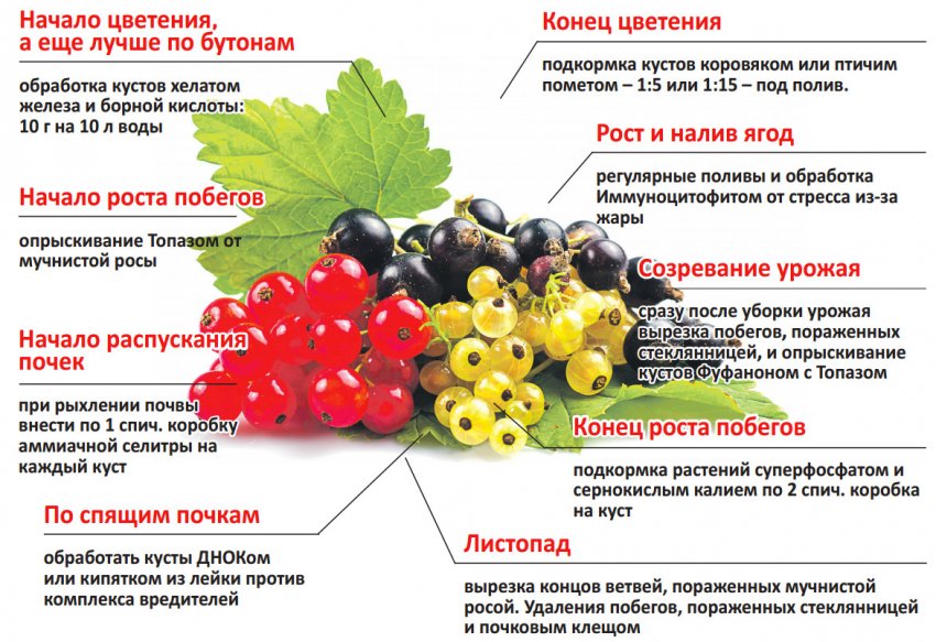 Схема підживлення смородини