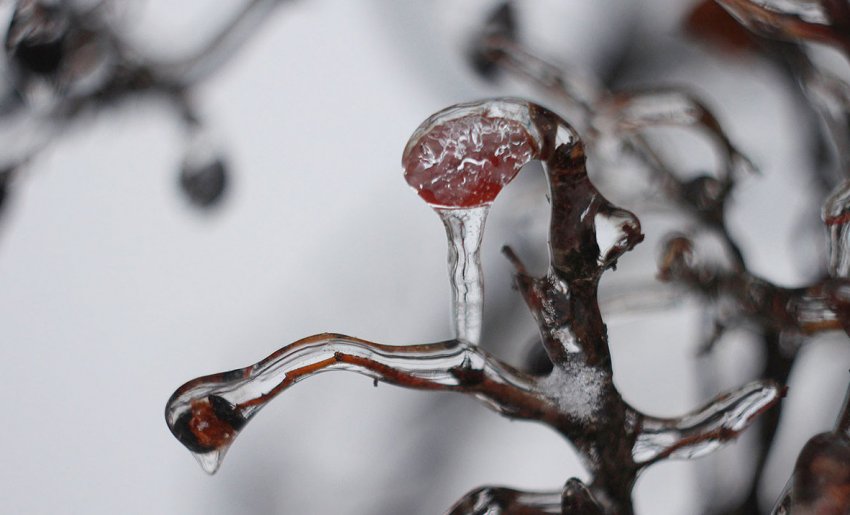 Захист смородини від заморозків