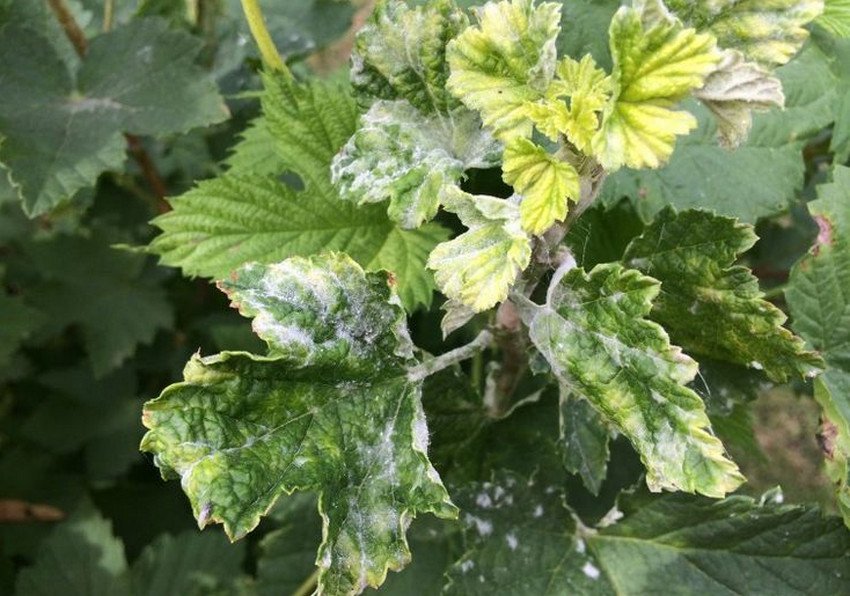 Борошниста роса на смородині