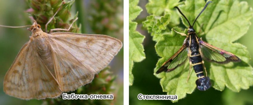 Смородина красная баяна описание фото. 97112.pttaio.850. Смородина красная баяна описание фото фото. Смородина красная баяна описание фото-97112.pttaio.850. картинка Смородина красная баяна описание фото. картинка 97112.pttaio.850. Сорт позднего срока созрева­ния, получен во ВНИИ се­лекции плодовых культур от скрещивания сортов Роте Шпетлезе и Ред Лейк. Авторы: Л.В. Баянова, В.Е. Джафарова, М.А. Макаркина. С 2007 г. включен в Госреестр селекционных достижений, допущенных к использованию по Центрально-Черноземному региону.