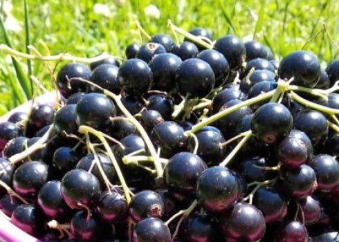 Чорна смородина Катюша — основні характеристики сорту