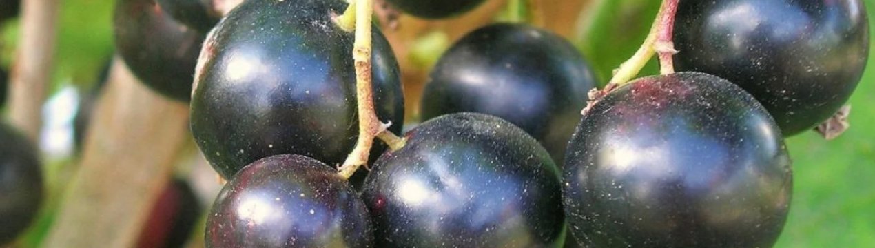 Смородина сорт ксюша фото. . Смородина сорт ксюша фото фото. Смородина сорт ксюша фото-. картинка Смородина сорт ксюша фото. картинка . Добавить в избранное