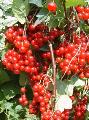 Смородина Каскад Смородина Каскад