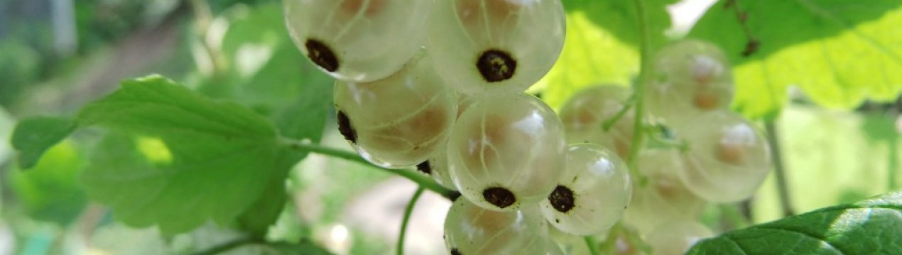 Смородина біла Вердавия: основні характеристики сорту