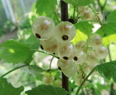 Смородина біла Вердавия: основні характеристики сорту