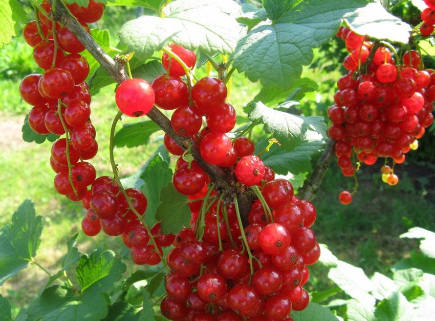 Смородина сорту Каскад Смородина сорту Каскад