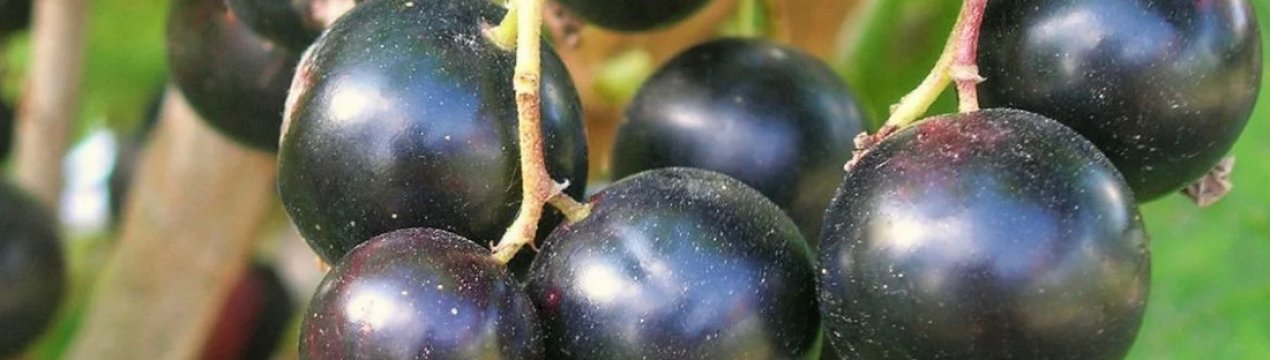 Пигмей какой сорт смородины. . Пигмей какой сорт смородины фото. Пигмей какой сорт смородины-. картинка Пигмей какой сорт смородины. картинка . Универсальное назначение ягод смородины позволяет употреблять их в свежем и замороженном виде, заготавливать в виде джема, компота, варенья. Этот кустарник достаточно неприхотлив, растет в теплых и холодных регионах. Компактные кусты смородины Пигмей, фото, отзывы и описание сорта которой представлены ниже, отличаются продолжительным плодоношением. Сладкую ягоду собирают с начала июля до средины августа. Приятный, насыщенный вкус плодов – одно из главных достоинств сорта, благодаря которому его охотно выращивают на дачных участках и фермерских плантациях.