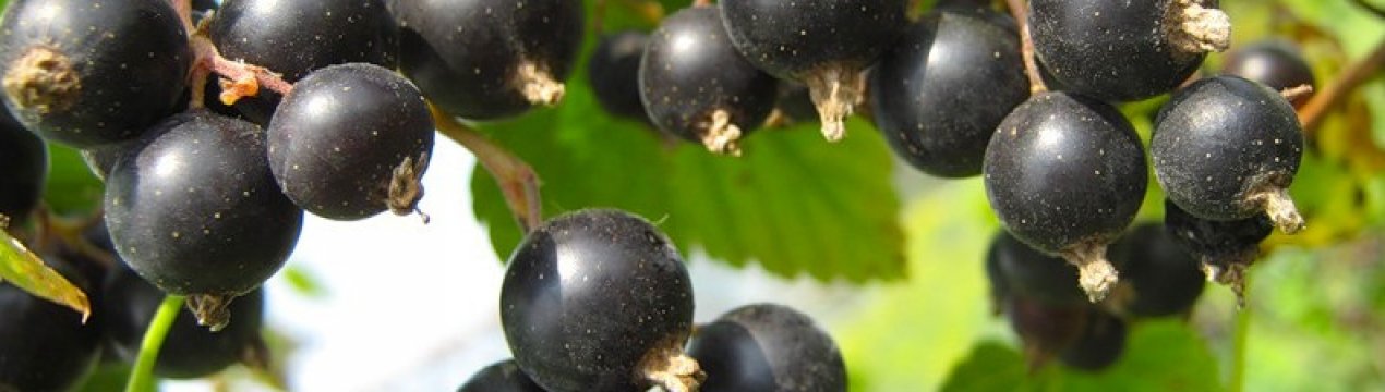 Черная смородина сорт рита отзывы. . Черная смородина сорт рита отзывы фото. Черная смородина сорт рита отзывы-. картинка Черная смородина сорт рита отзывы. картинка . Дачный форум: о даче, о цветах, о вашем приусадебном участке