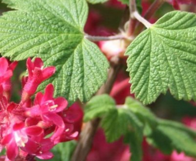 Криваво-червона смородина: характеристики декоративного чагарника та особливості вирощування