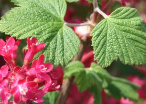 Криваво-червона смородина: характеристики декоративного чагарника та особливості вирощування