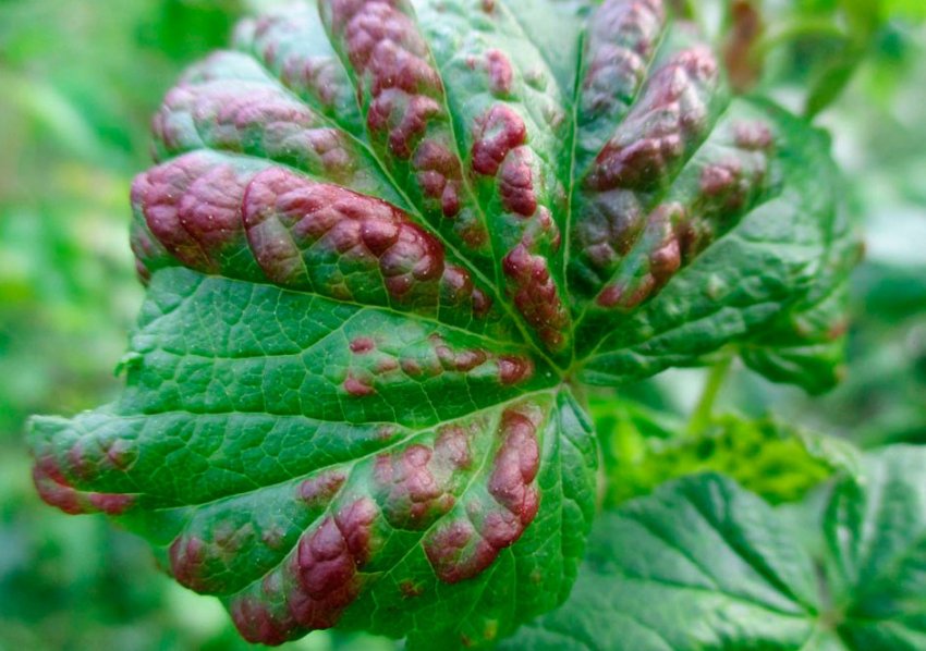 Антракноз смородини Антракноз смородини