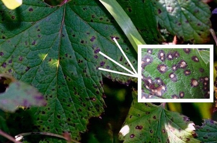 Септоріоз смородини Септоріоз смородини