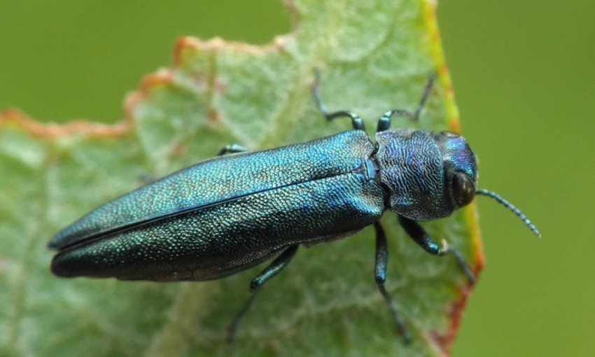 Смородинная златка Смородинная златка