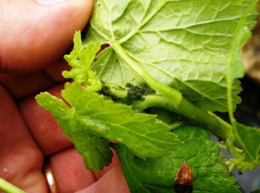 Попелиця на смородині Попелиця на смородині