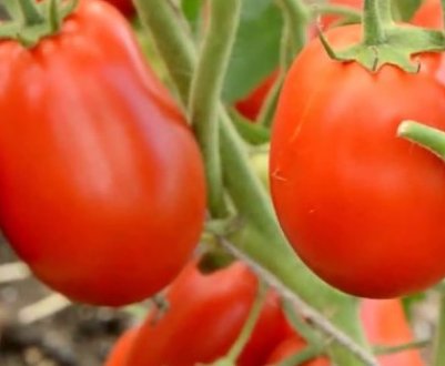 Помідори Столипін : опис сорти, агротехніка вирощування