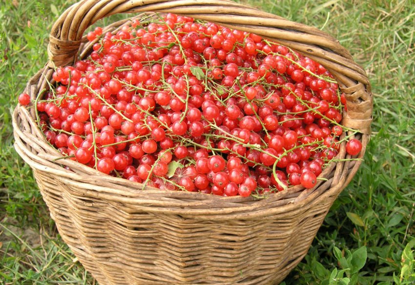 Урожай червоної смородини Урожай червоної смородини