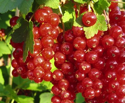 Смородина червона Каскад: основні характеристики сорту