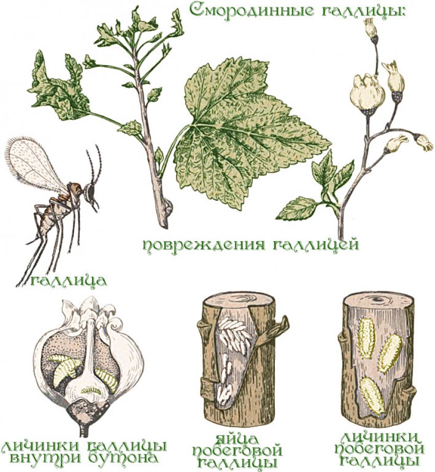 Схема обрезки черной смородины