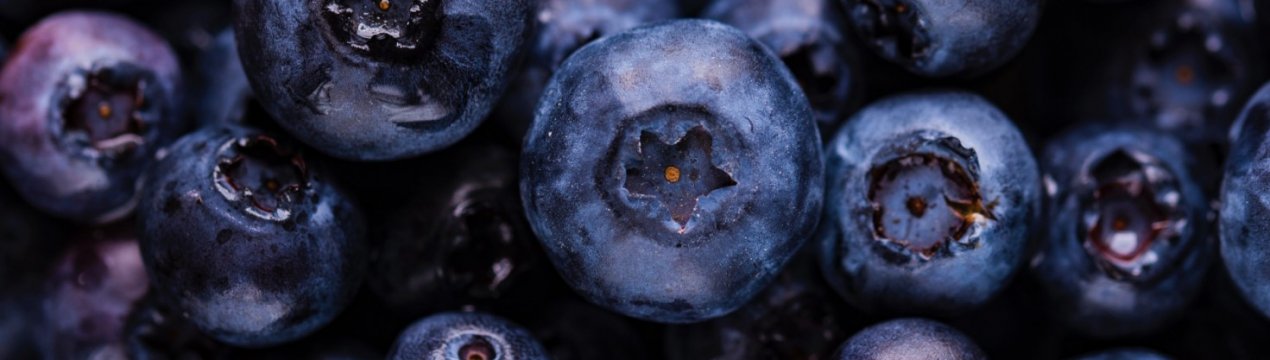 В Україні відкрився сезон переробки чорниці
