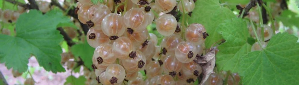 Смородина смольяниновская описание сорта фото. . Смородина смольяниновская описание сорта фото фото. Смородина смольяниновская описание сорта фото-. картинка Смородина смольяниновская описание сорта фото. картинка . Вы можете добавить свой отзыв об этом растении