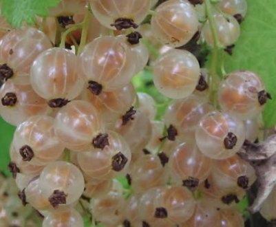 Біла смородина Смольянинова — основні характеристики