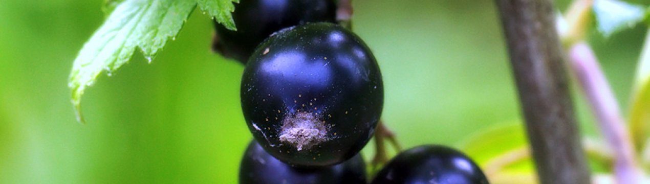 Черная смородина подарок ильиной. . Черная смородина подарок ильиной фото. Черная смородина подарок ильиной-. картинка Черная смородина подарок ильиной. картинка . Чёрная смородина Подарок Ильиной относится к группе травянистых со средним-поздним временем дозревания, была получена в Южном Уральском НИИ плодоовощеводства и картофелеводства с помощью совмещения двух сортов черной смородины, а именно «сеянец голубки» и «бредторп», благодаря работе специалиста по селекции В. С. Ильину. Сорт черной смородины Подарок Ильиной был добавлен в государственный реестр по селекционным достижениям в 2005 году, разрешен к культивированию в Уральском регионе.