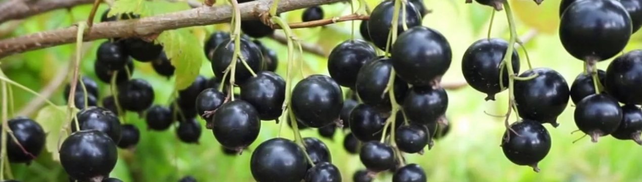 Описание сорта смородины сашенька. . Описание сорта смородины сашенька фото. Описание сорта смородины сашенька-. картинка Описание сорта смородины сашенька. картинка . Приветствую в своём садовом блоге!