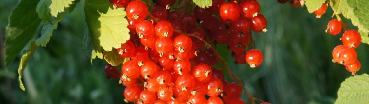 Сорт красной смородины мармеладница описание сорта фото. . Сорт красной смородины мармеладница описание сорта фото фото. Сорт красной смородины мармеладница описание сорта фото-. картинка Сорт красной смородины мармеладница описание сорта фото. картинка . Кусты красной смородины выращиваются садоводами для получения кислых ягод и в декоративных целях. Одним из распространенных сортов смородины является Мармеладница с высоким содержанием пектина — желирующего компонента.