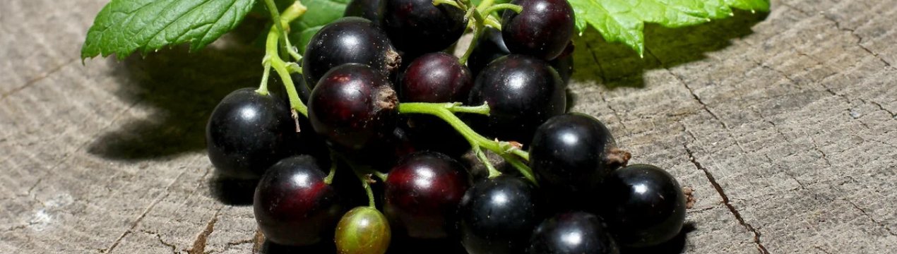 Сорта смородины для балкона. . Сорта смородины для балкона фото. Сорта смородины для балкона-. картинка Сорта смородины для балкона. картинка . На балконах городских квартир можно выращивать не только овощи, но и некоторые виды ягод. Сайт mir-yagod.ru расскажет вам о том, какие растения можно поселить дома, каким сортам стоит отдать предпочтение и, самое главное, будут ли съедобными выращенные плоды.