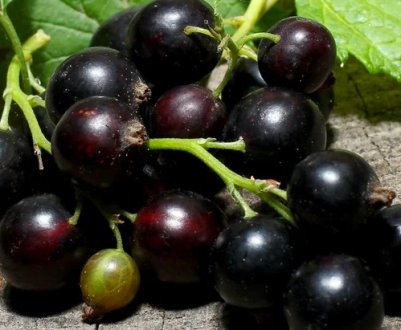 Вирощування смородини на балконі