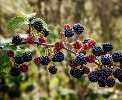 З чим поєднується і з чим несумісна ожина на ділянці