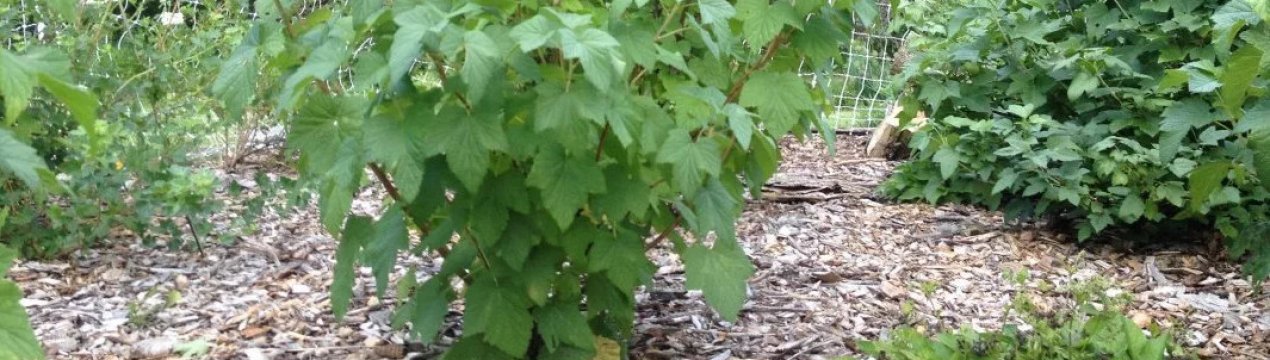 Розмноження живцями смородини