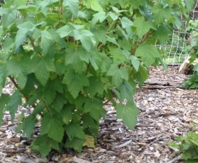 Розмноження живцями смородини