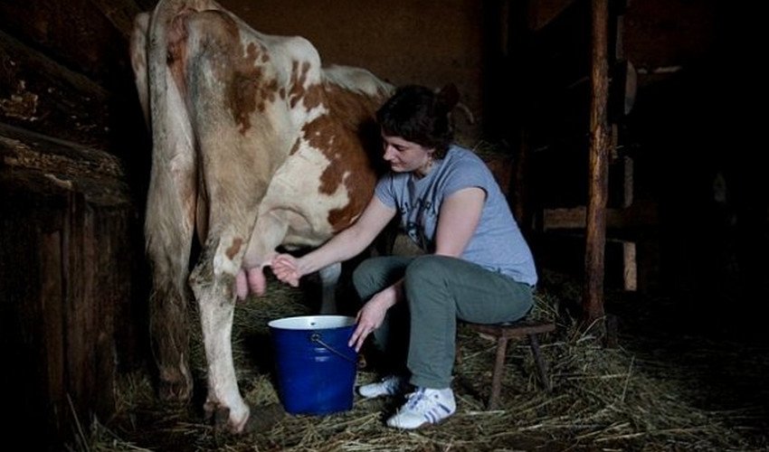 Девушку дают молоко