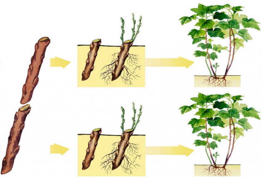 Розмноження смородини живцями