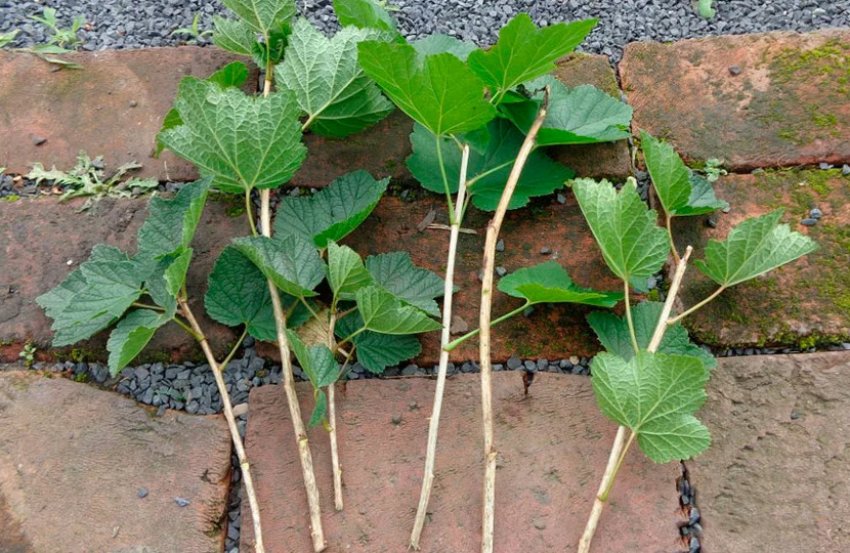 Розмноження смородини зеленими живцями