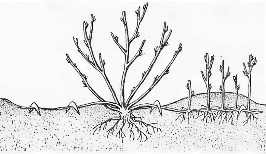 Розмноження смородини горизонтальними відводками