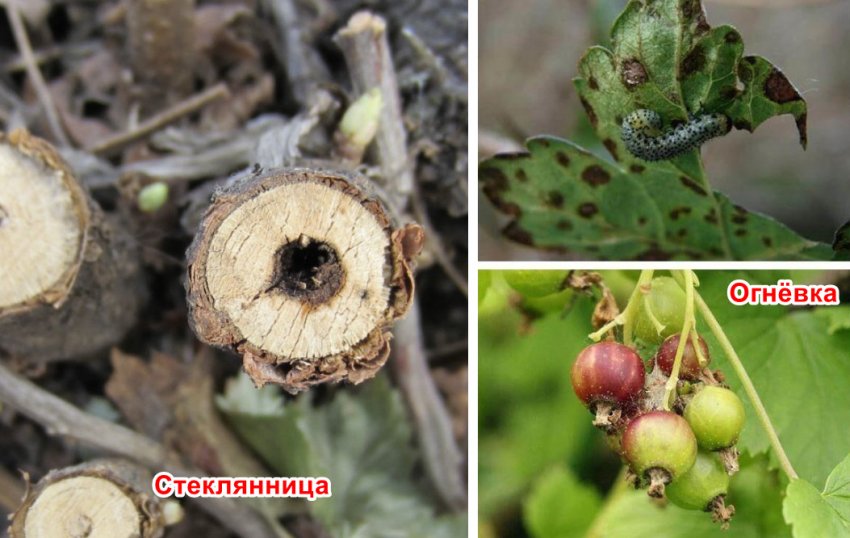 Шкідники смородини Шкідники смородини