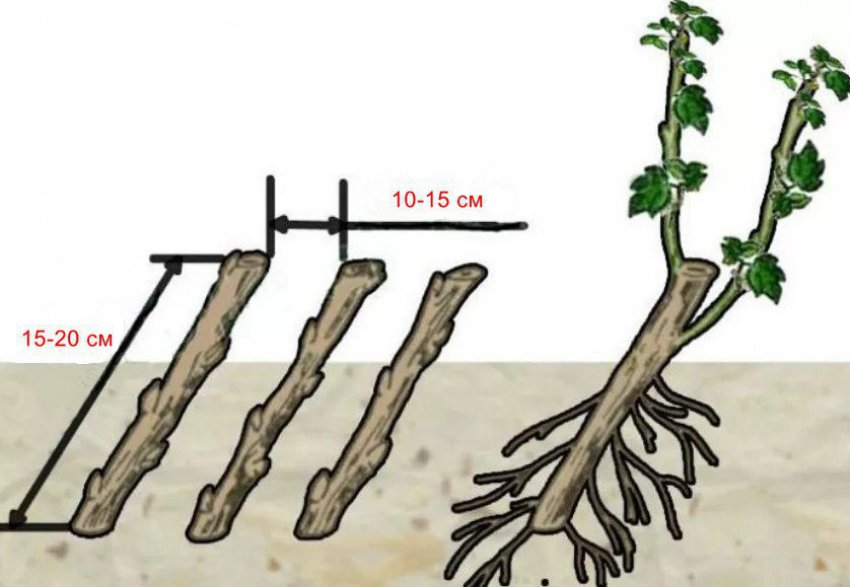 Розмноження смородини здерев'янілими живцями