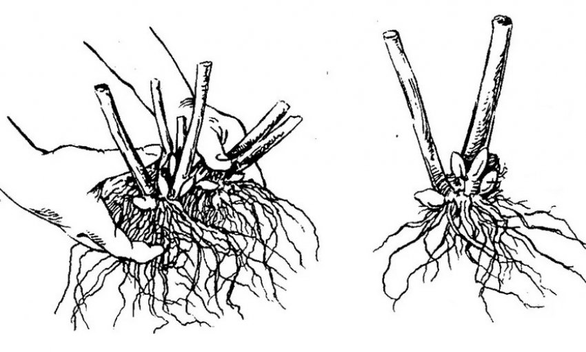 Розмноження смородини діленням куща