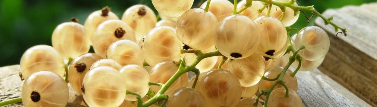 Користь та шкідливість білої смородини для здоров'я