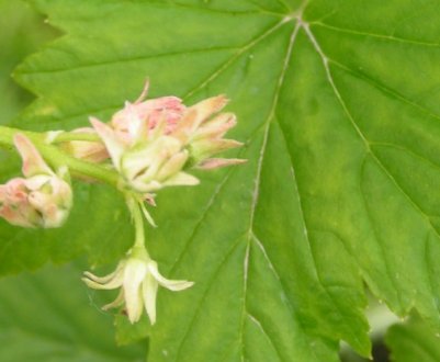 Махровість смородини: причини появи, лікування