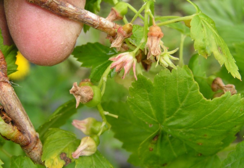 Махровість смородини