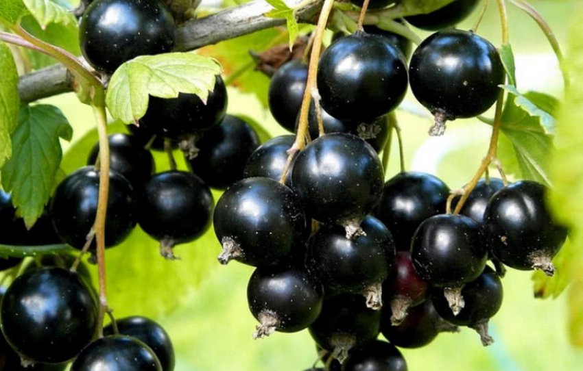 Чорна смородина Нежданчик Чорна смородина Нежданчик