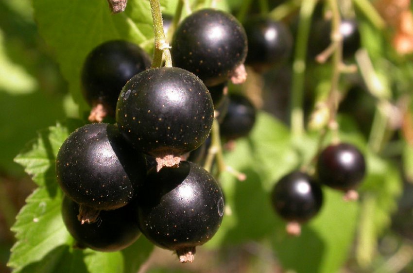 Чорна смородина Нежданчик Чорна смородина Нежданчик