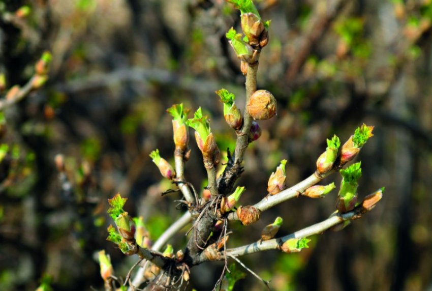 Бруньковий кліщ на смородині Бруньковий кліщ на смородині