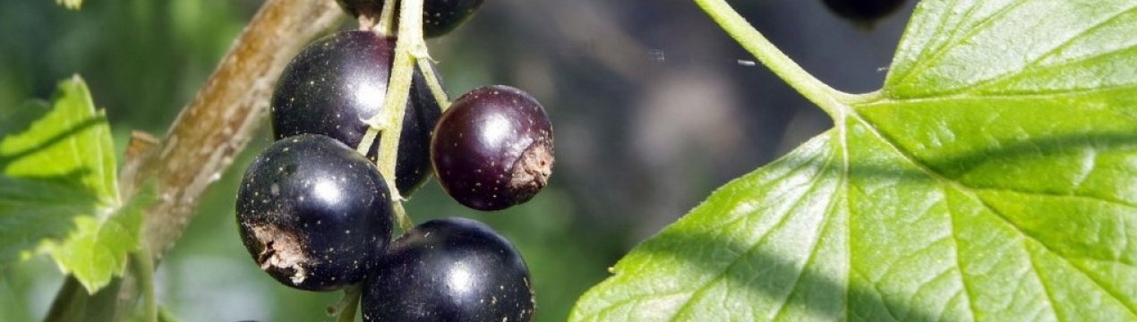 Очарование сорт черной смородины. . Очарование сорт черной смородины фото. Очарование сорт черной смородины-. картинка Очарование сорт черной смородины. картинка . Добавить в избранное