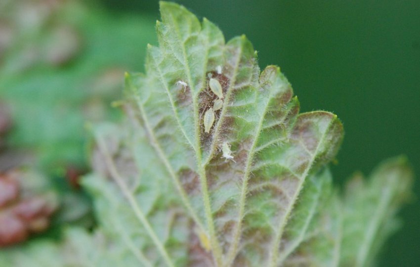 Листова галова попелиця Листова галова попелиця