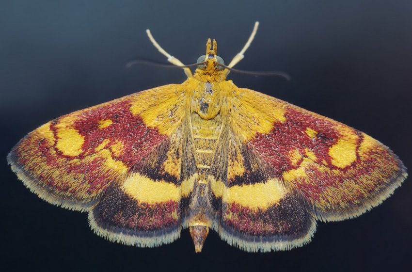 Огнівка Огнівка